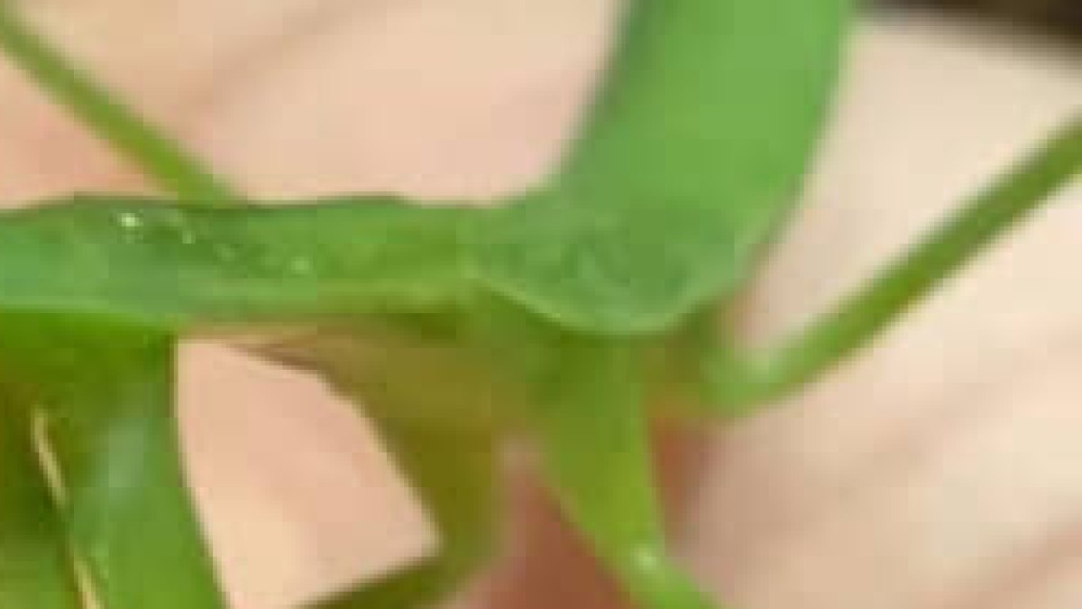 息子が飼っているカマキリ→虫嫌いのママがご飯をあげたら……「可愛いと錯覚し始めた」 “思わぬ反応”に「めちゃくちゃ愛嬌たっぷり」(1/2) | その他生き物 ねとらぼ