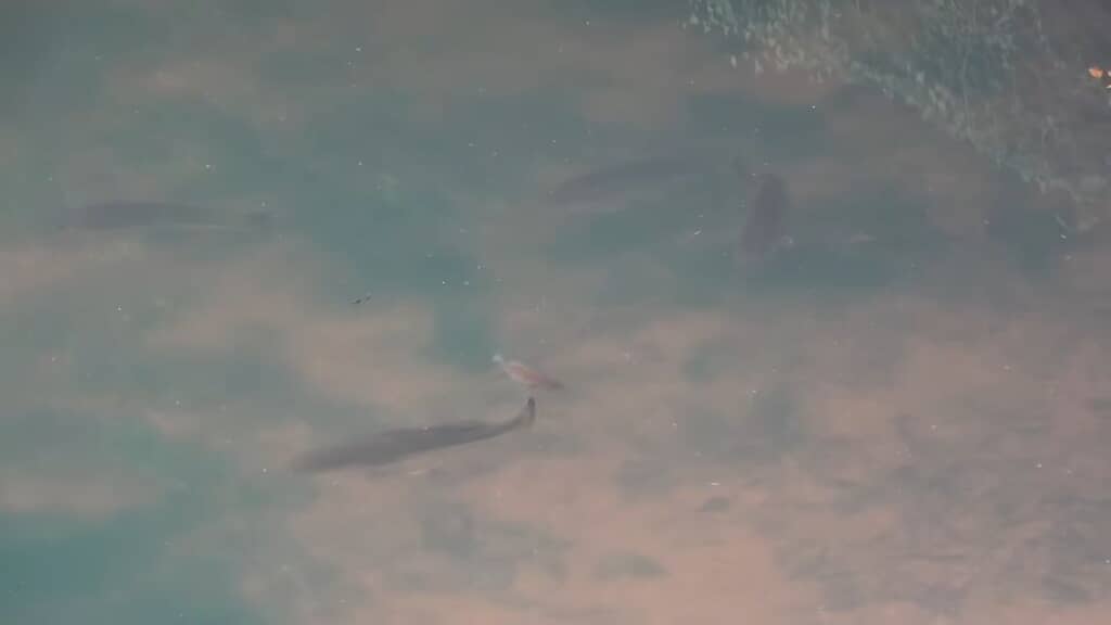 水面越しに見える4匹の大型バス