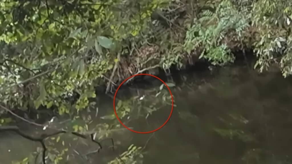 遠くへ投げたバグアンツ改に食いついたバスらしき魚