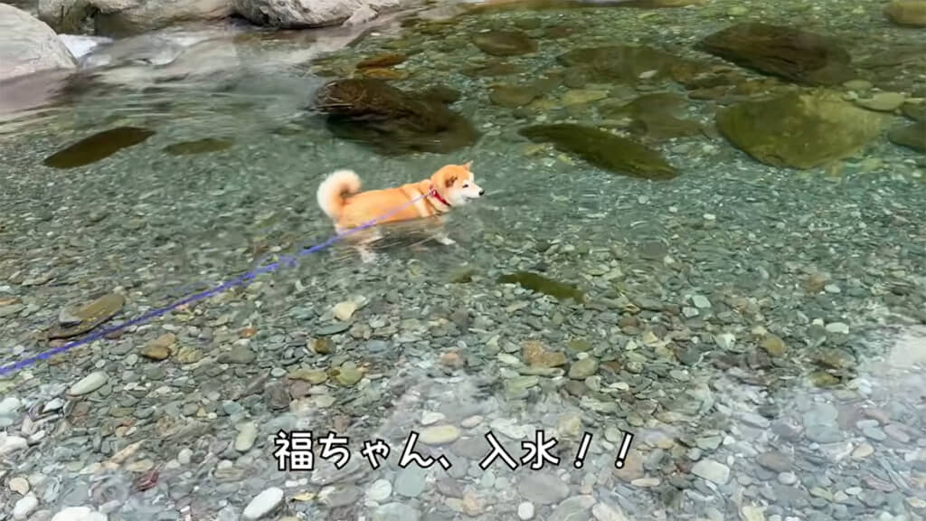 まず福ちゃんが入水