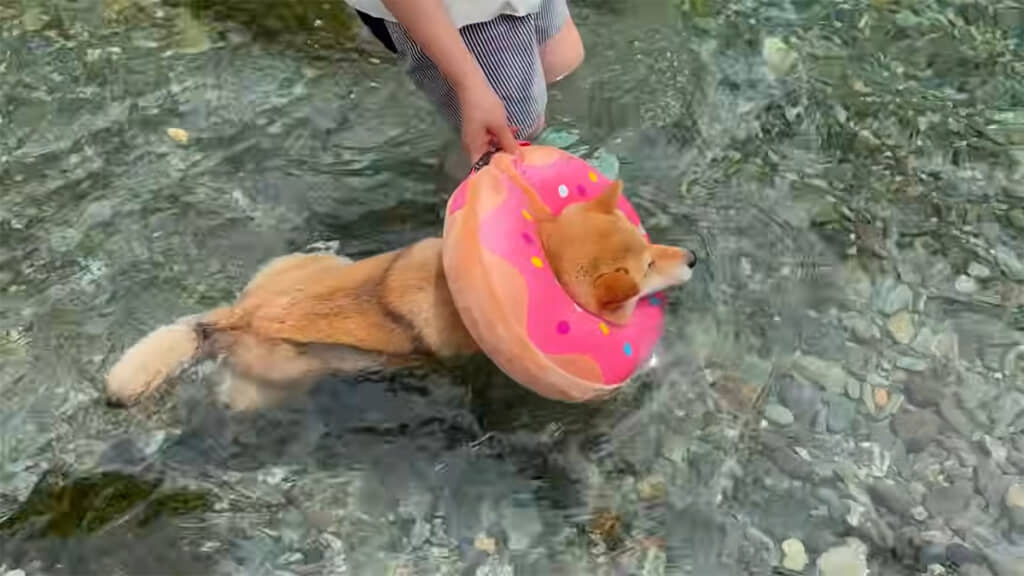 エリザベスカラーを付けて川に入ってもらうと……