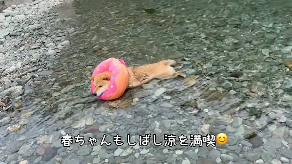 涼を満喫する春ちゃん