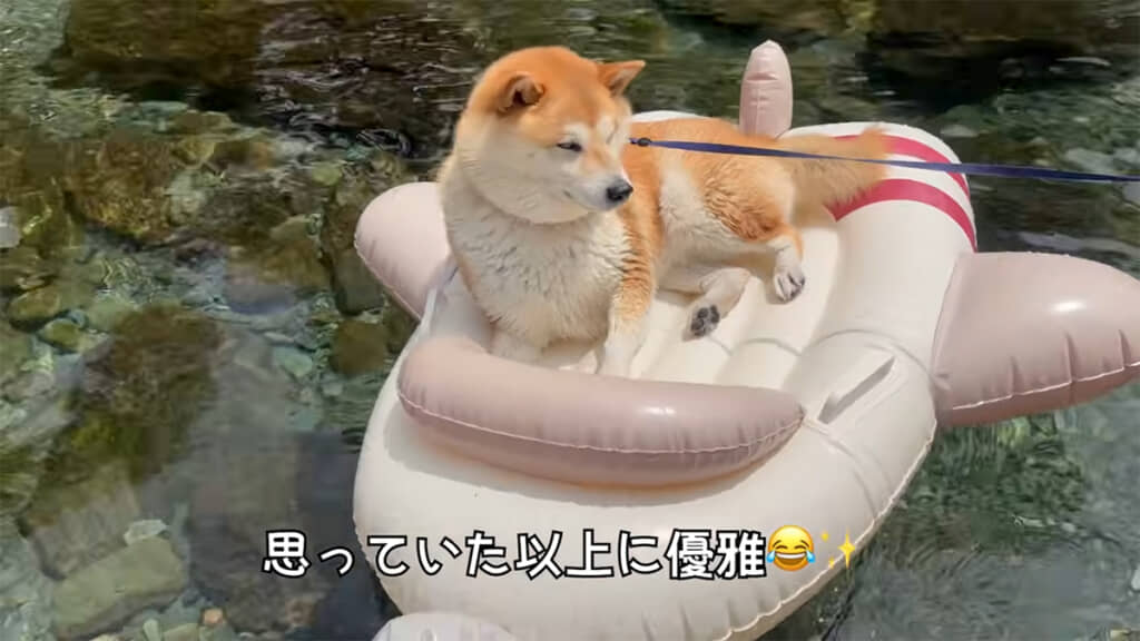 福ちゃんも浮き輪ボートがお気に召した様子