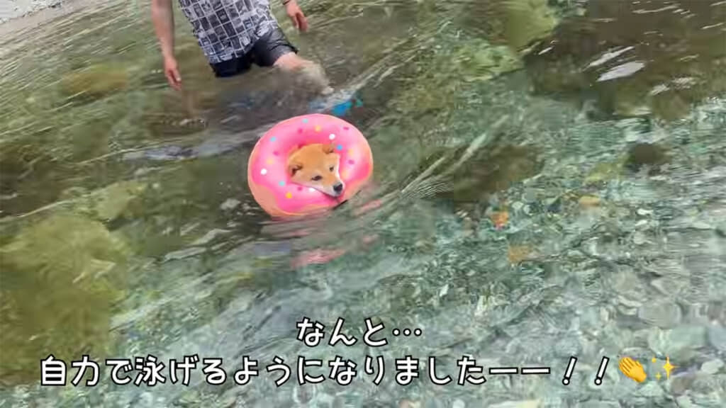 春ちゃんが自力で泳げるようになりました、すごい!