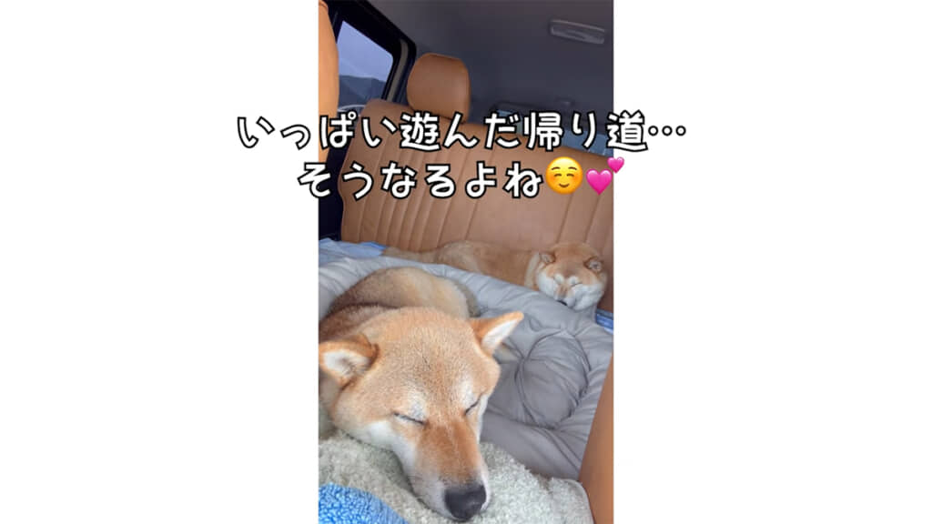 帰り道はぐっすりな春ちゃんと福ちゃんでした
