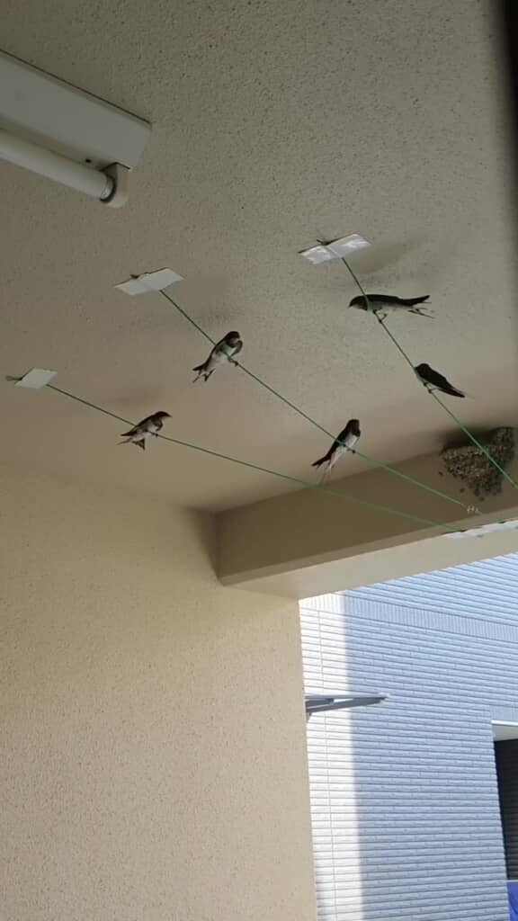 巣の前に集まっている5羽のツバメ