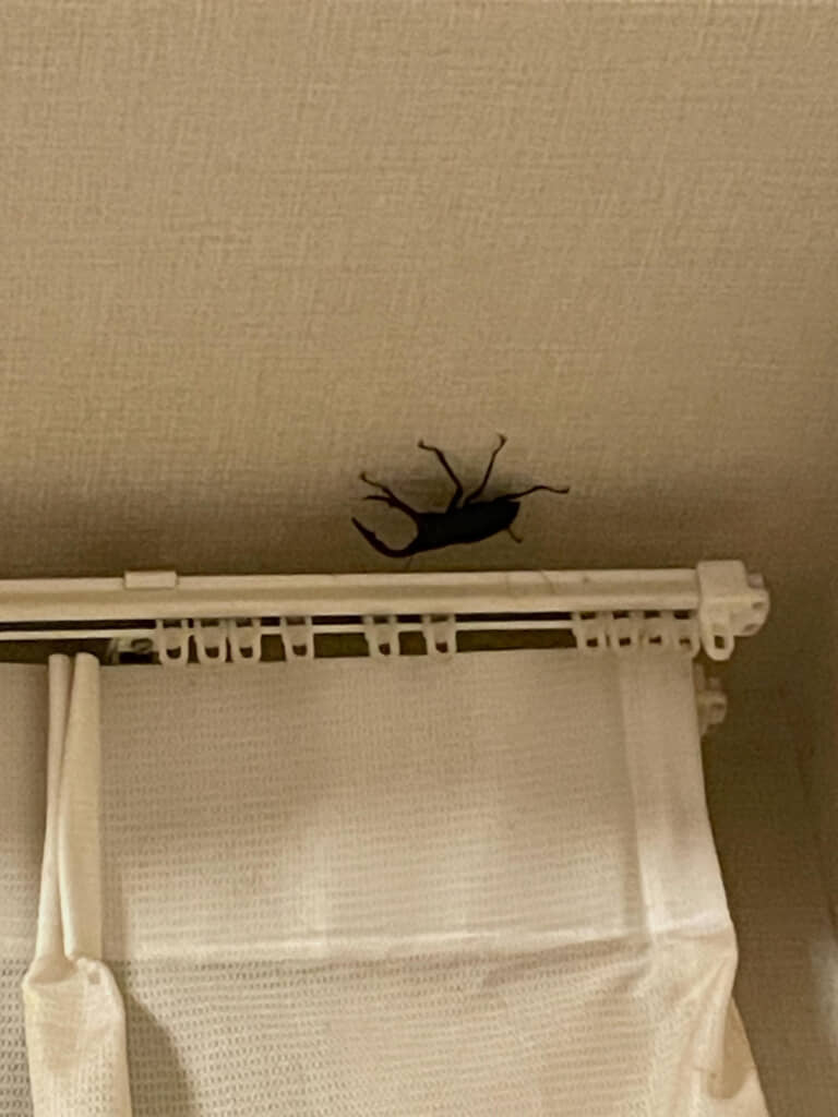 このシルエットは……!