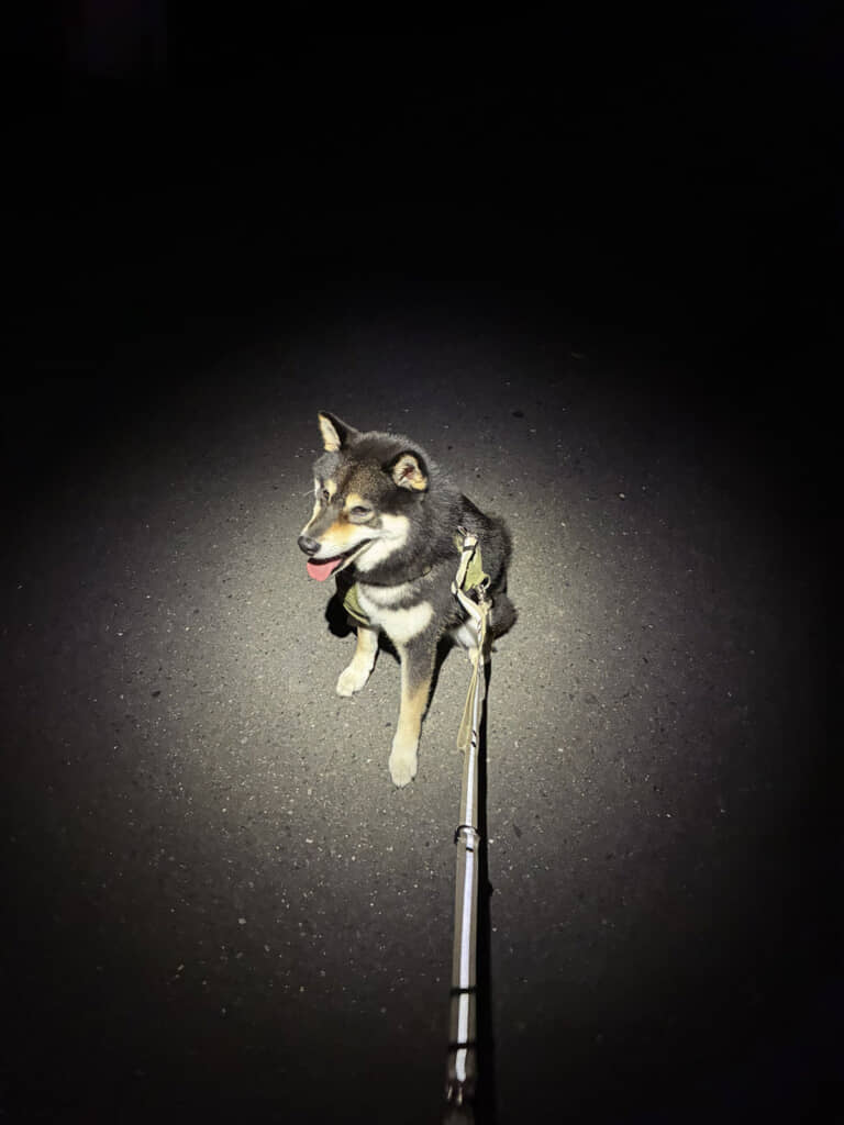 もち吉くんとの夜散歩で撮影された1枚