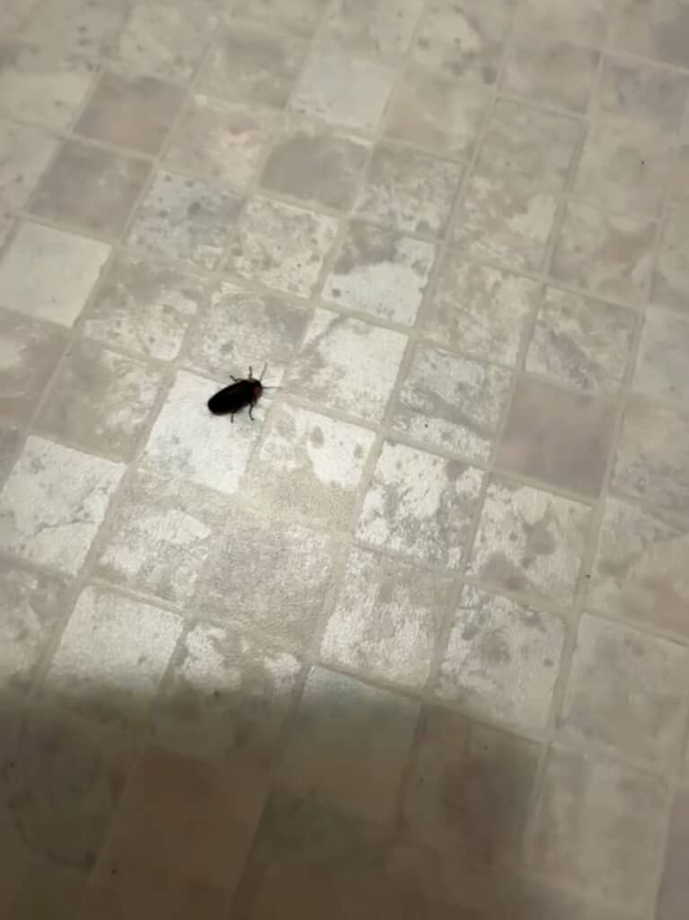 この虫は、まさかゴキブリ……!?