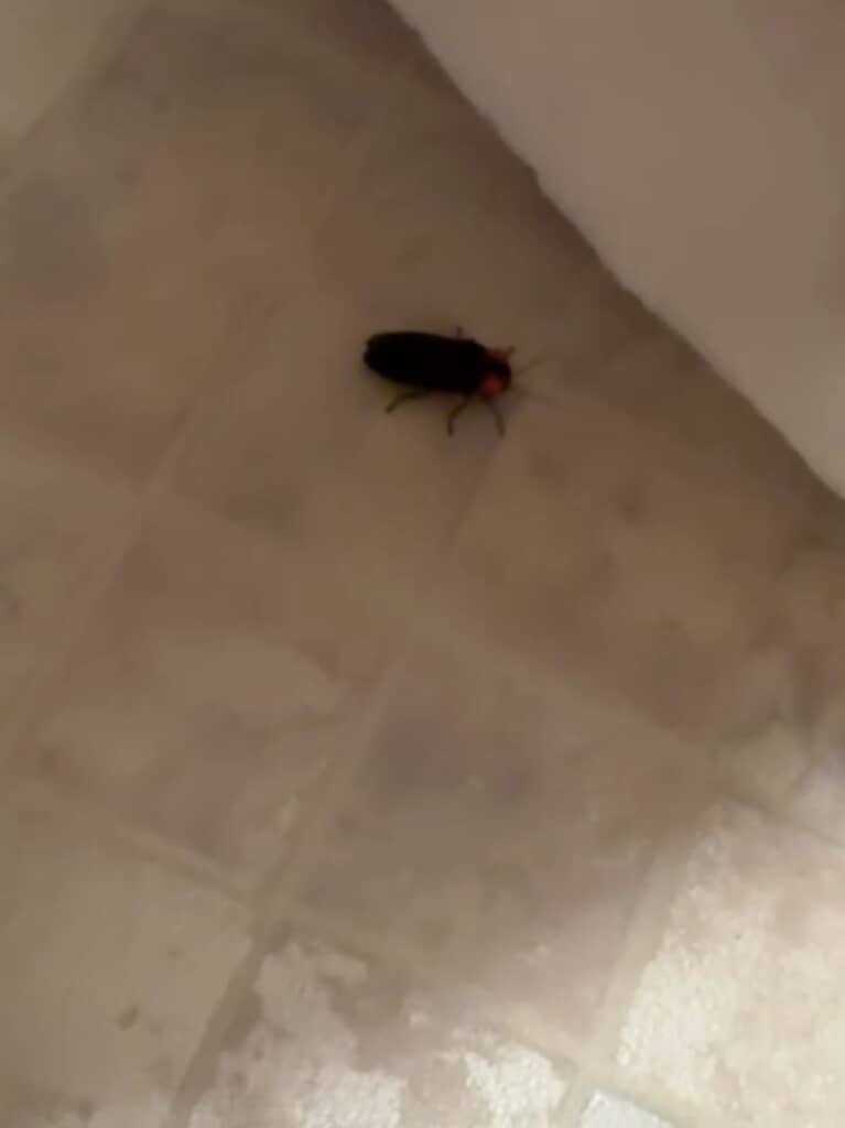 光っていないと他の虫と見分けがつかないかもしれません