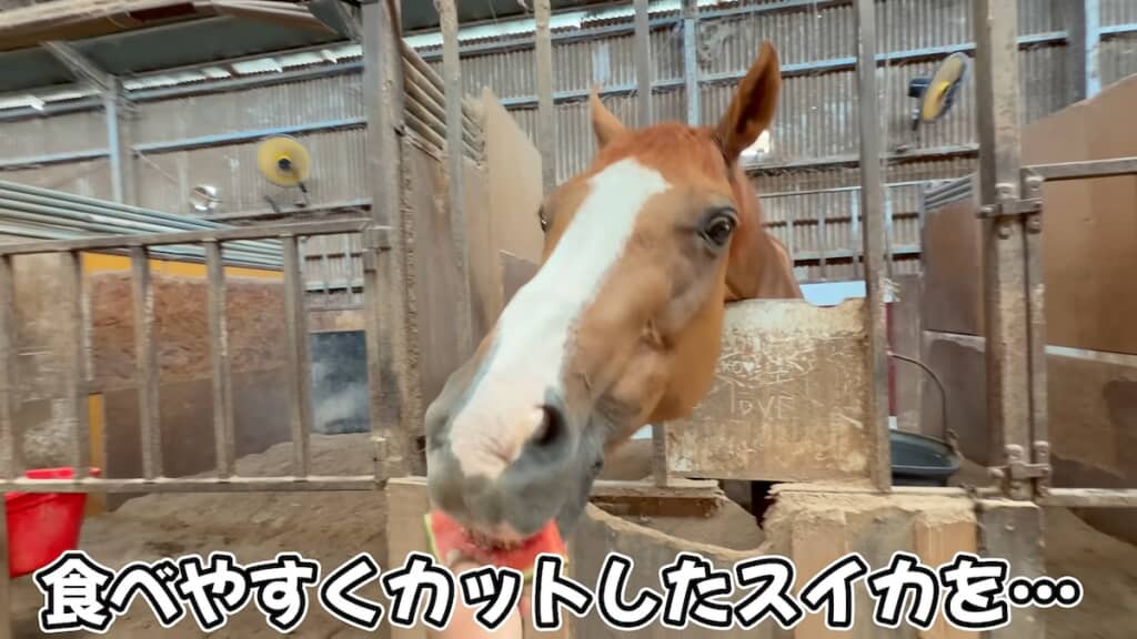 カットしたスイカをあげると、さっそくかぶりつくきんちゃん