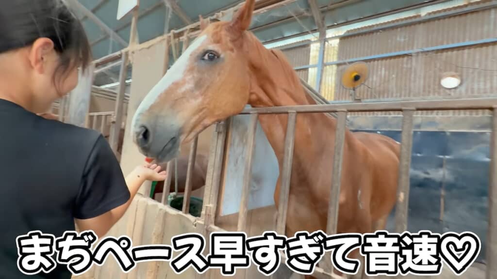 爆速でスイカを平らげていく馬たち