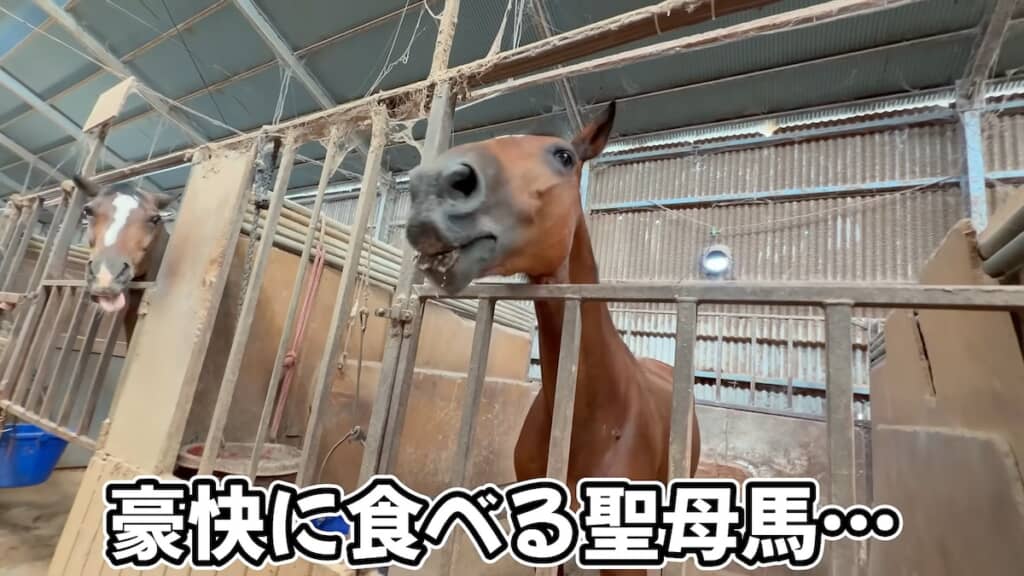 聖母馬の「さっちゃん」は意外に豪快な食べっぷり