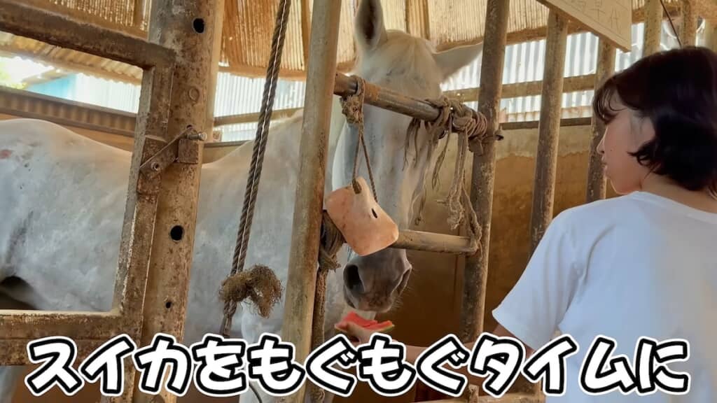 別の厩舎の子たちにもスイカをあげます