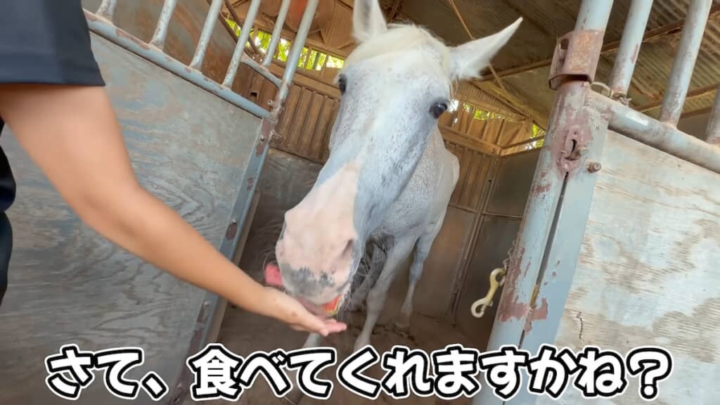 今年で30歳になるロスちゃんにスイカをあげると……?