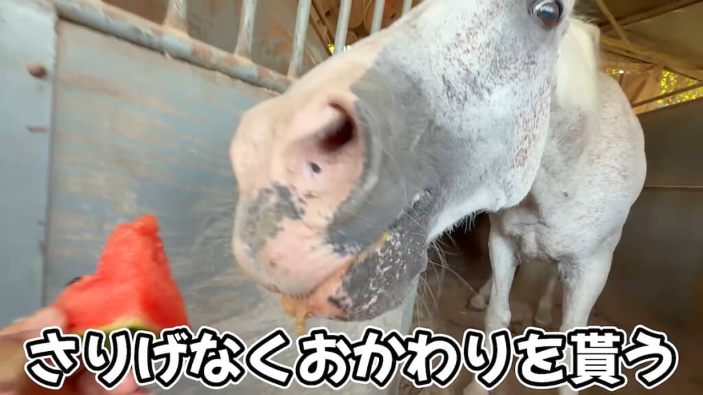 おかわりをもらうほど元気な食欲を見せつけました