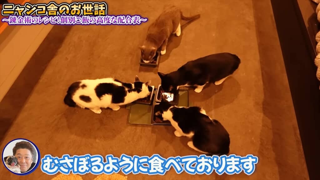 坂上忍の27匹の愛猫＆愛犬
