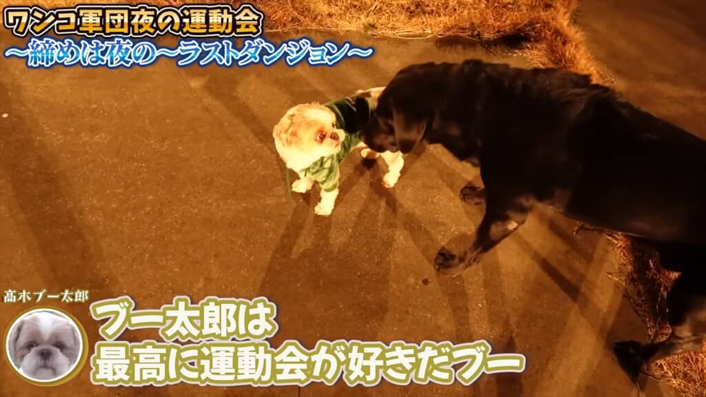 坂上忍の27匹の愛猫＆愛犬