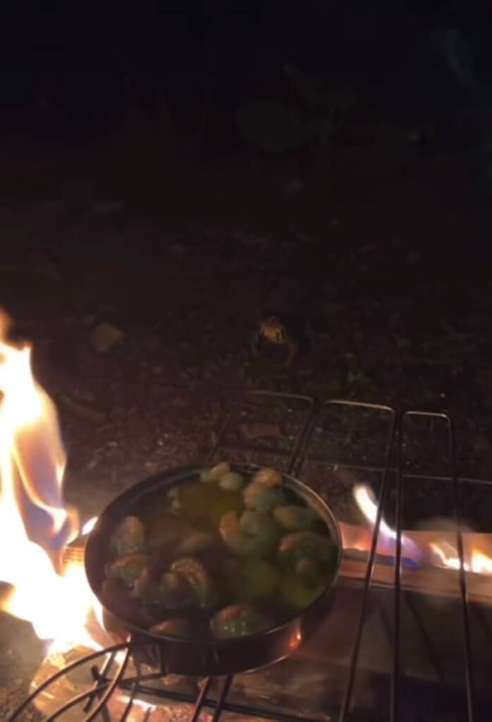 夜に現れたカエル