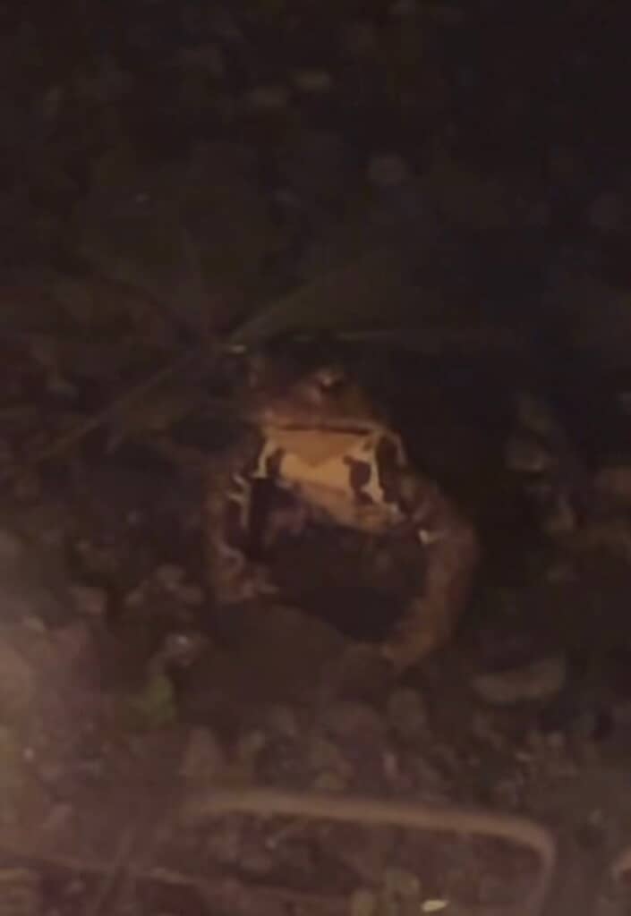 夜に現れたカエル