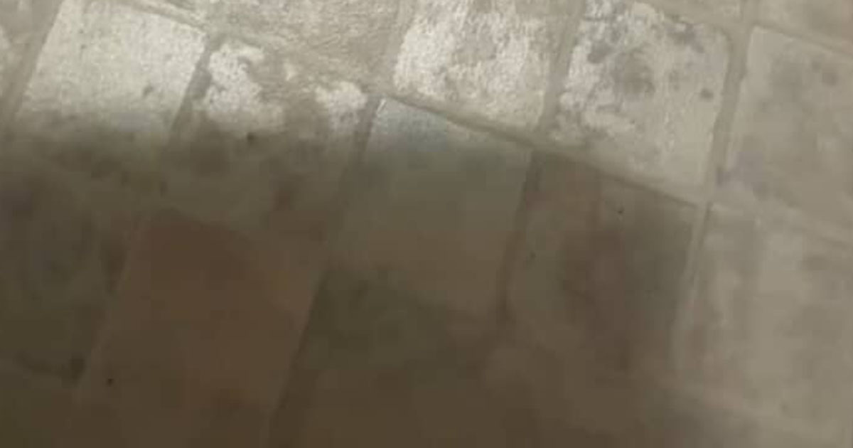 風呂に入ろうとしたら、服から虫がポトリ→ゴキブリかと思ったら……　まさかの正体に「こんな間近で見ることない」「このフォルムは叫ぶわww」（1/2） | その他生き物 ねとらぼ