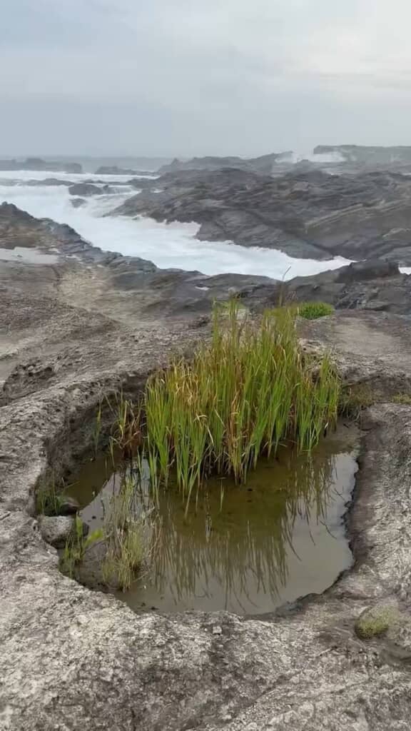 話題の発端となった、海辺の水たまり