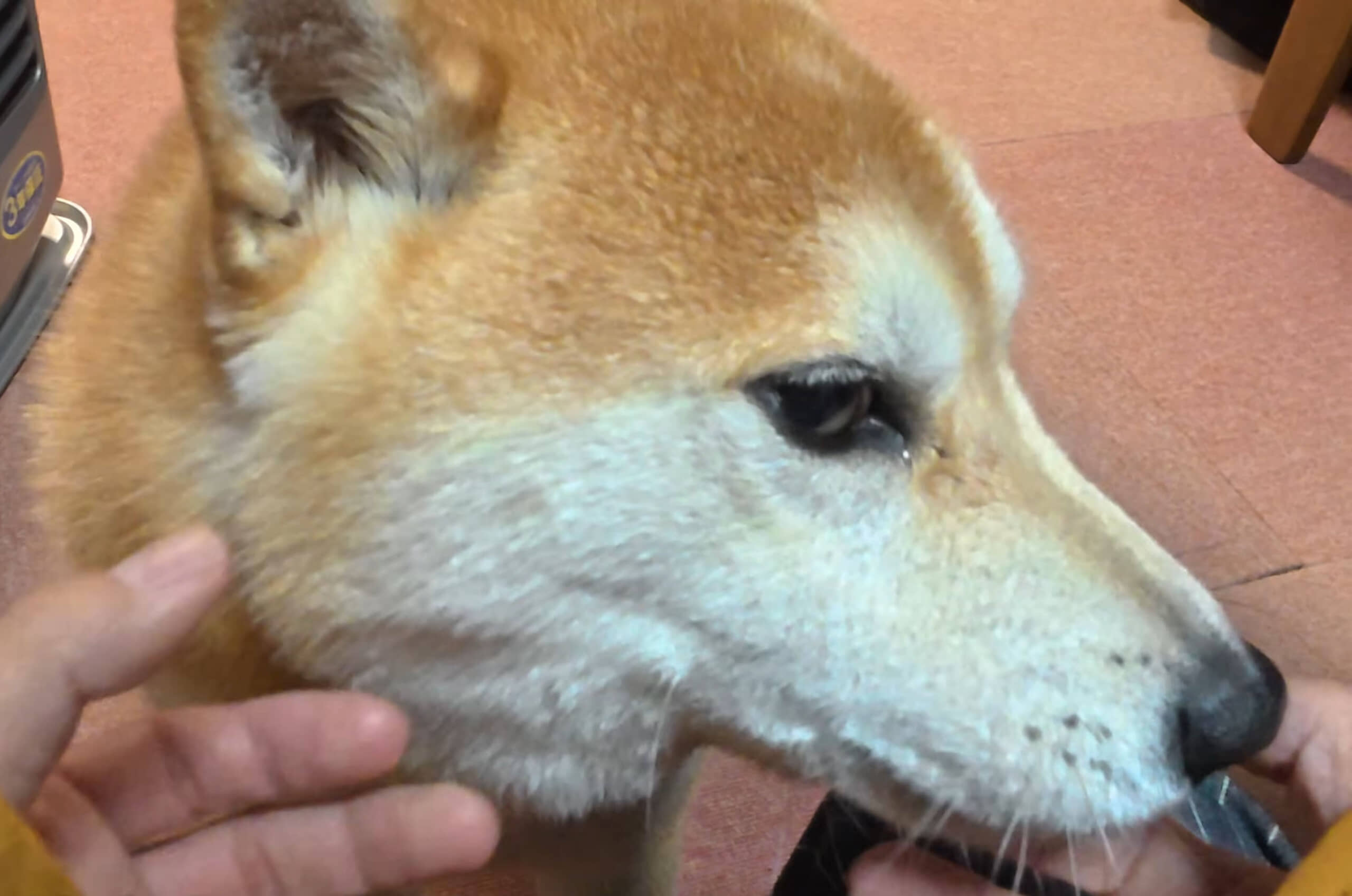 70代夫妻から託された“5歳の柴犬”→新しい家で見せた姿に「大切に育てられてきた子だ」「胸が締め付けられます」(1/3) | 犬 ねとらぼ
