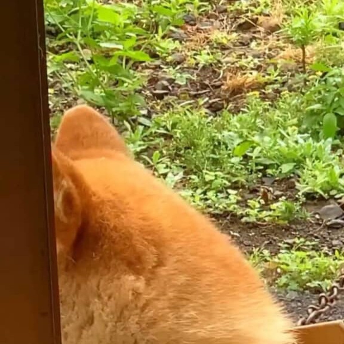 「うちの柴犬が“ふたえ”すぎるんです…」まさかの姿が84万再生「笑っちゃったじゃん!」「声出たwwww」(1/3) | 犬 ねとらぼ