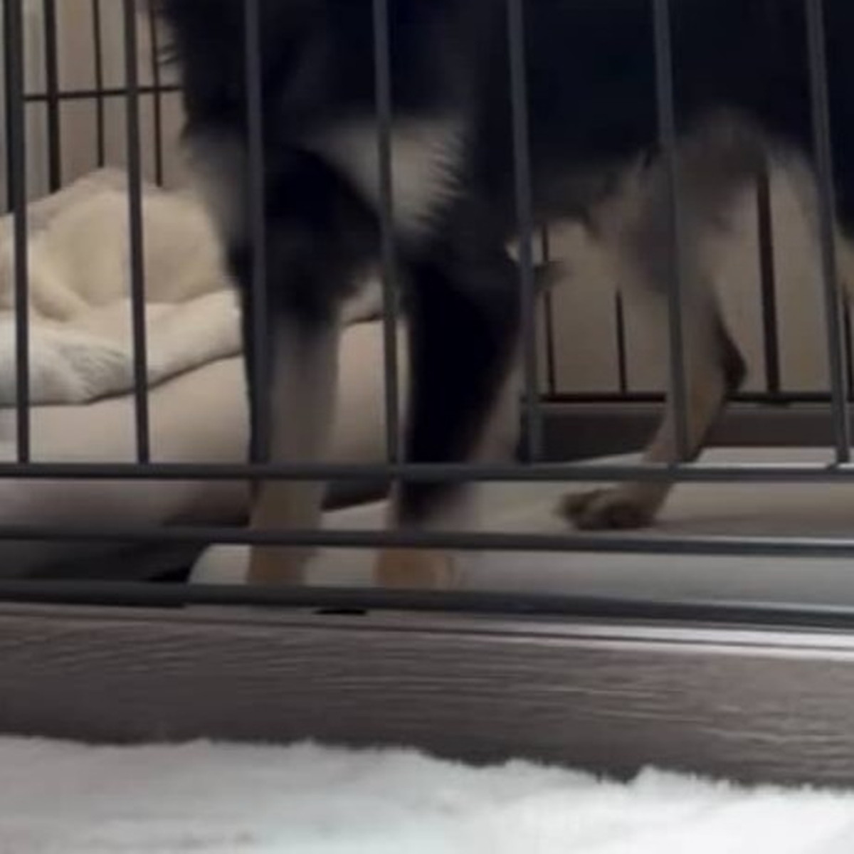5万3850円に値下げ後も売れ残る犬→自宅に迎え入れたら……→まさかの姿が136万再生「泣いてしまいました」(1/3) | 犬 ねとらぼ