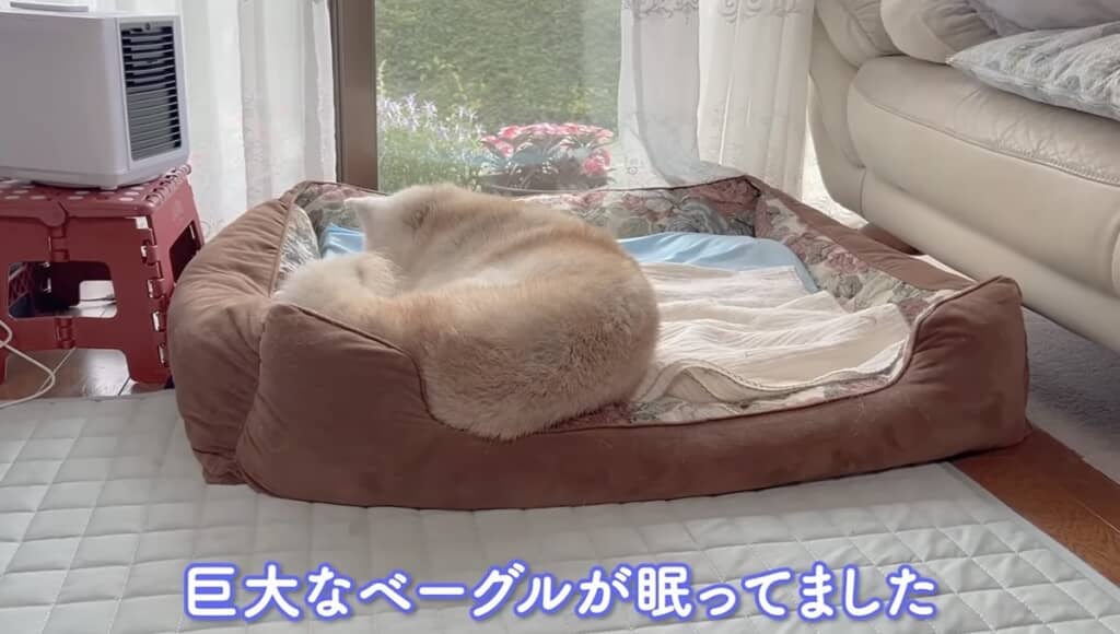 朝のあいちゃん