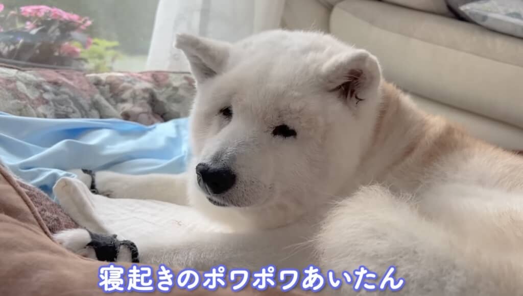 寝ぼけててかわいい