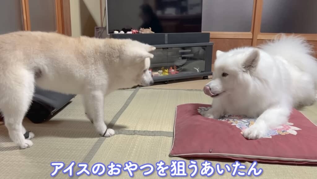 お昼寝後におやつを狙うあいちゃん