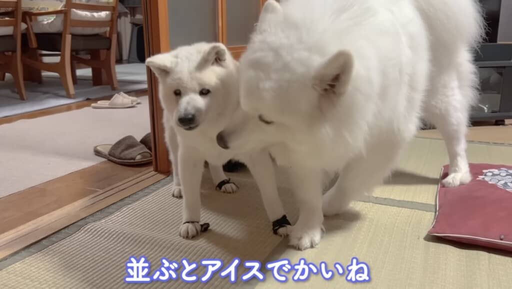 アイスちゃんうれしそう