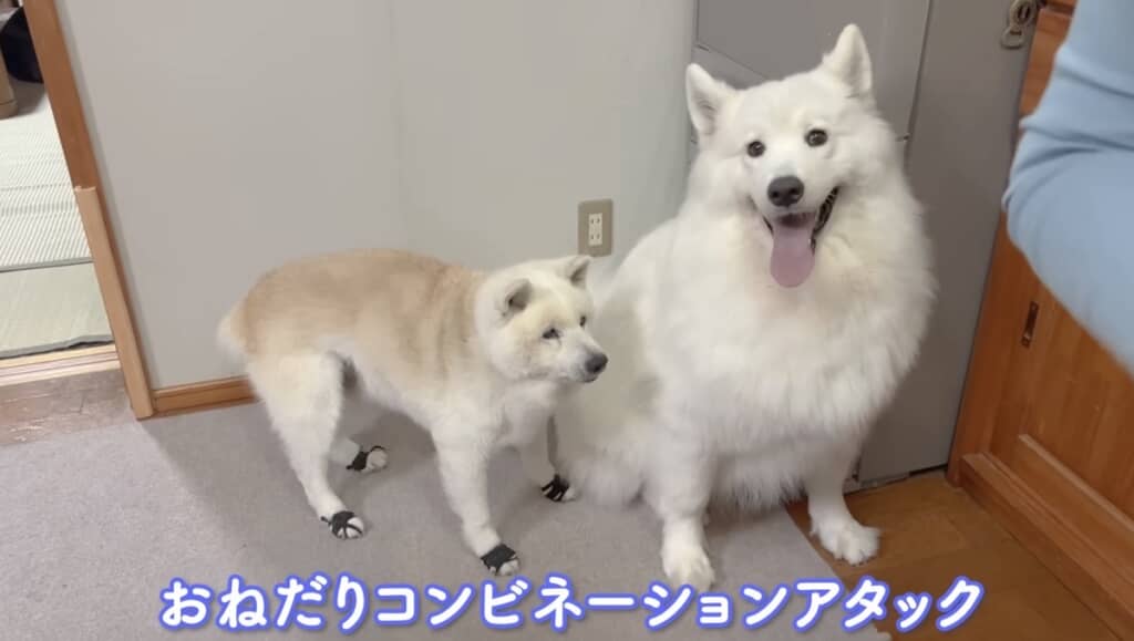 仲良くお芋のおねだり