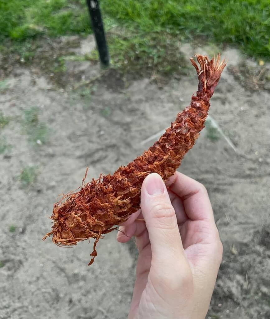 カリフォルニア州で見つけたエビフライらしき物体