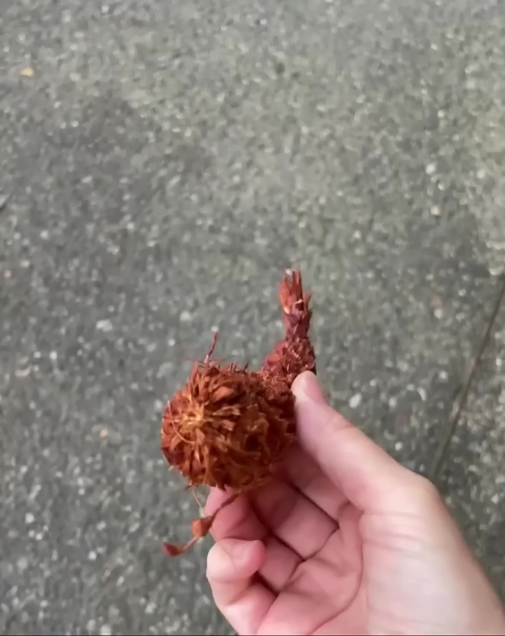 リスによって食べられた松ぼっくりと思われる物体