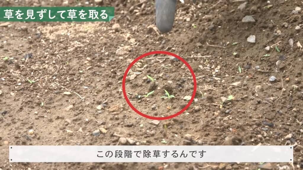 少し芽吹いたかな？　くらいの段階で刈ってしまうのが一番楽