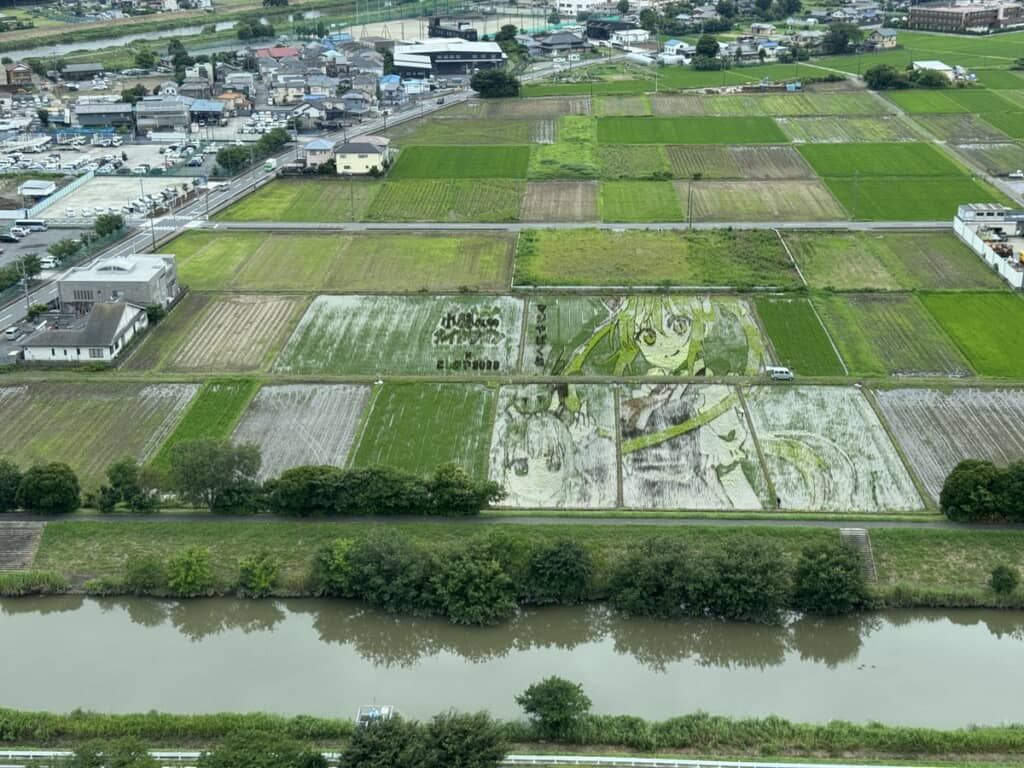 田植えから約3週間後。ツインテールの女性が鮮明に