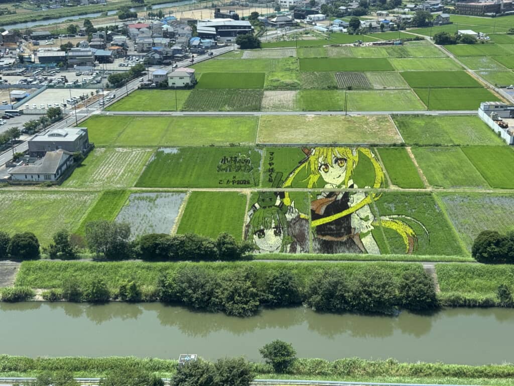 いよいよ見頃を迎えた田んぼアート。髪の黄色が鮮やかですね