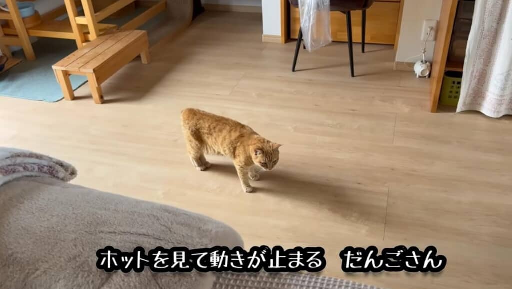 イメチェンしたホットくんに困惑するだんごさん
