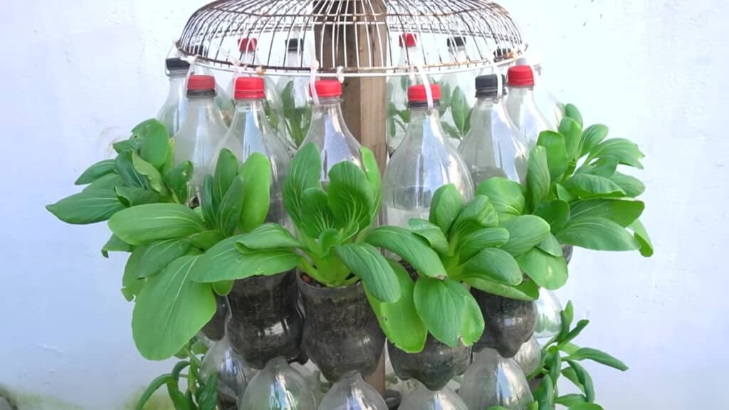 ペットボトルで育てた野菜