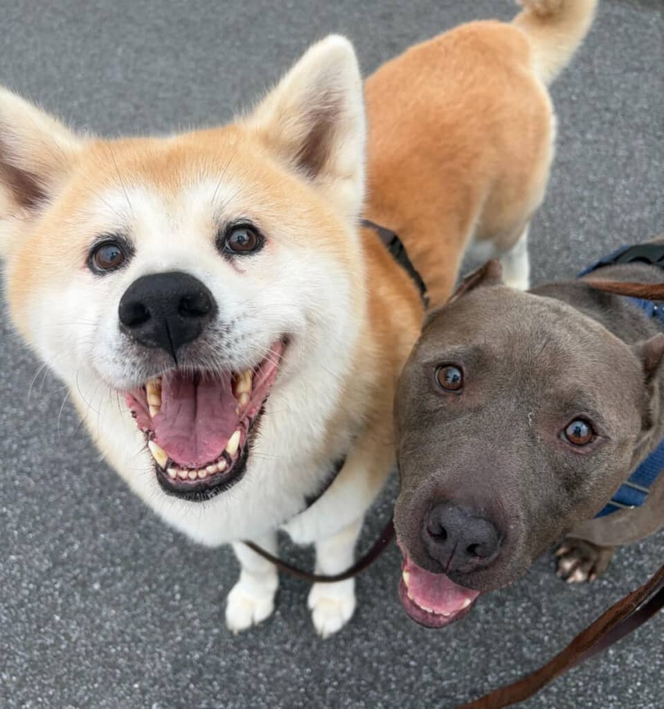 秋田犬のくーちゃんと、ピットブルのめくん