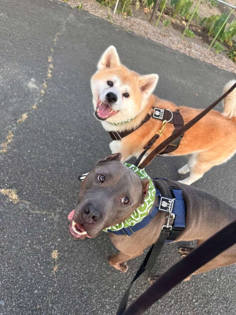 お散歩楽しいね！