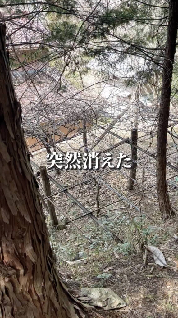 キウイの実が全て消えてしまいました！