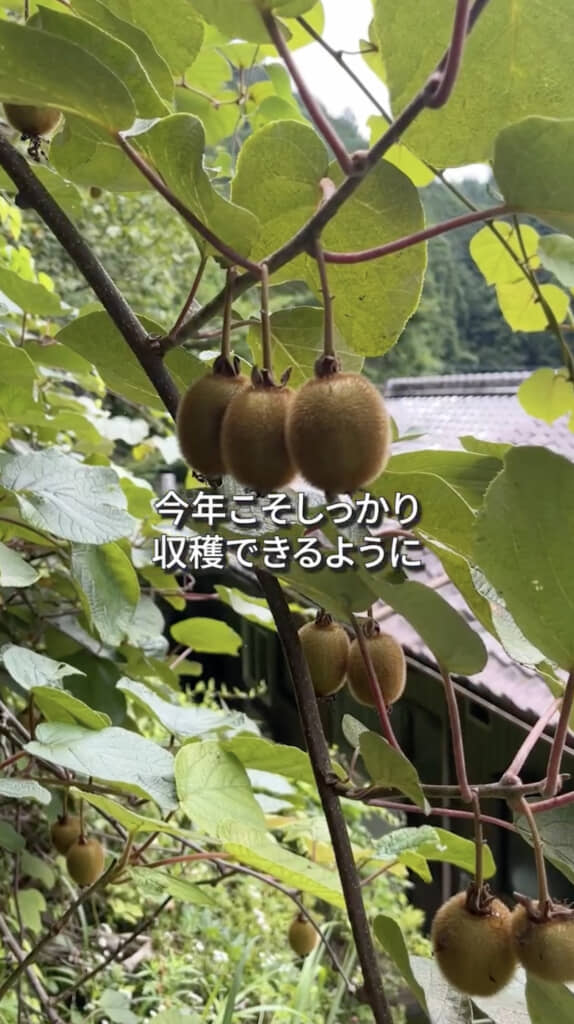 再び実を付けたキウイ
