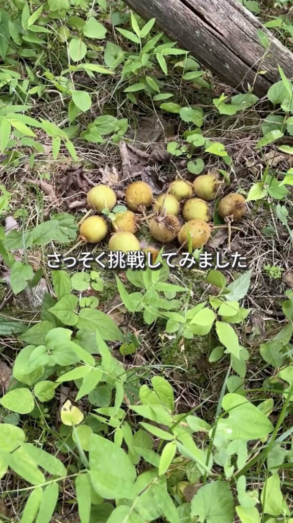 秋の収穫に向けて摘果します