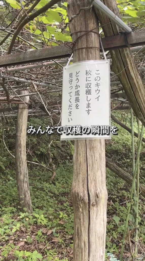 次回は無事に収穫できますように