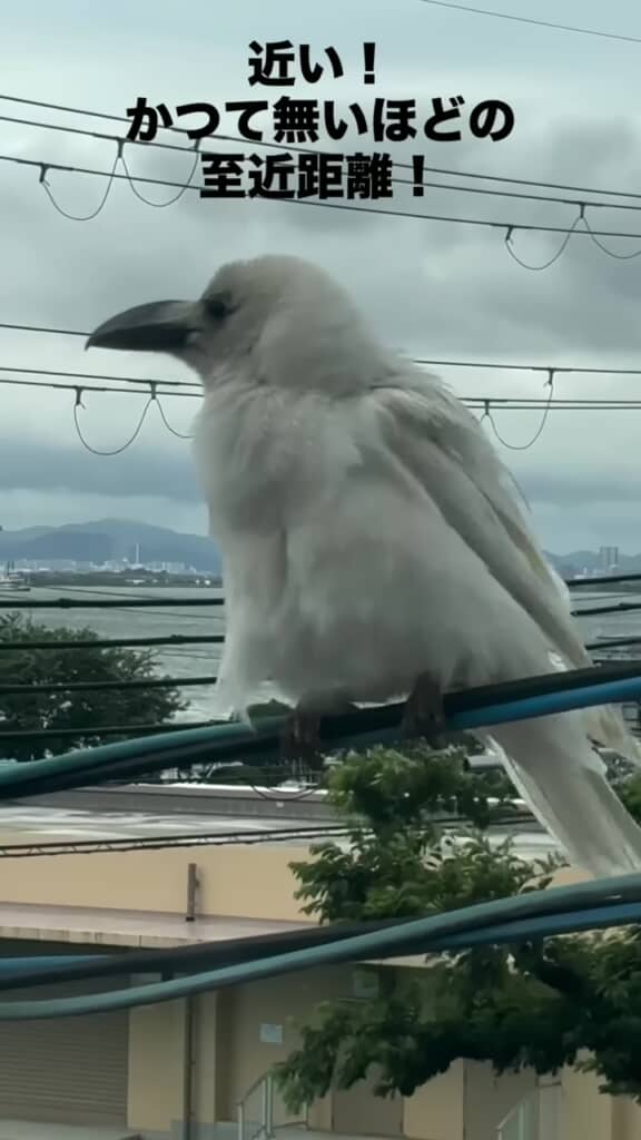 電線にとまっている白い鳥