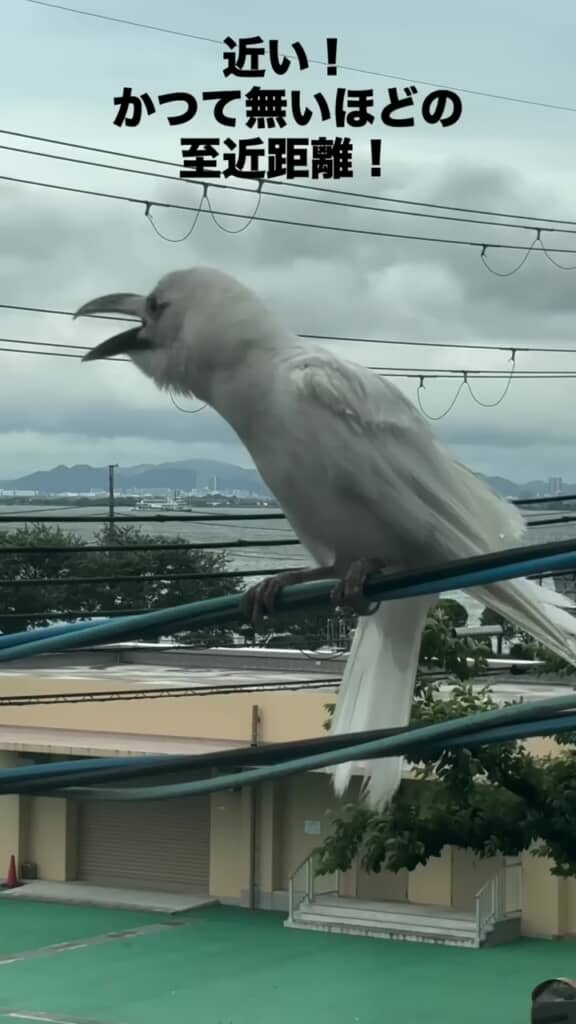 鳴き声を上げる白変種のカラス