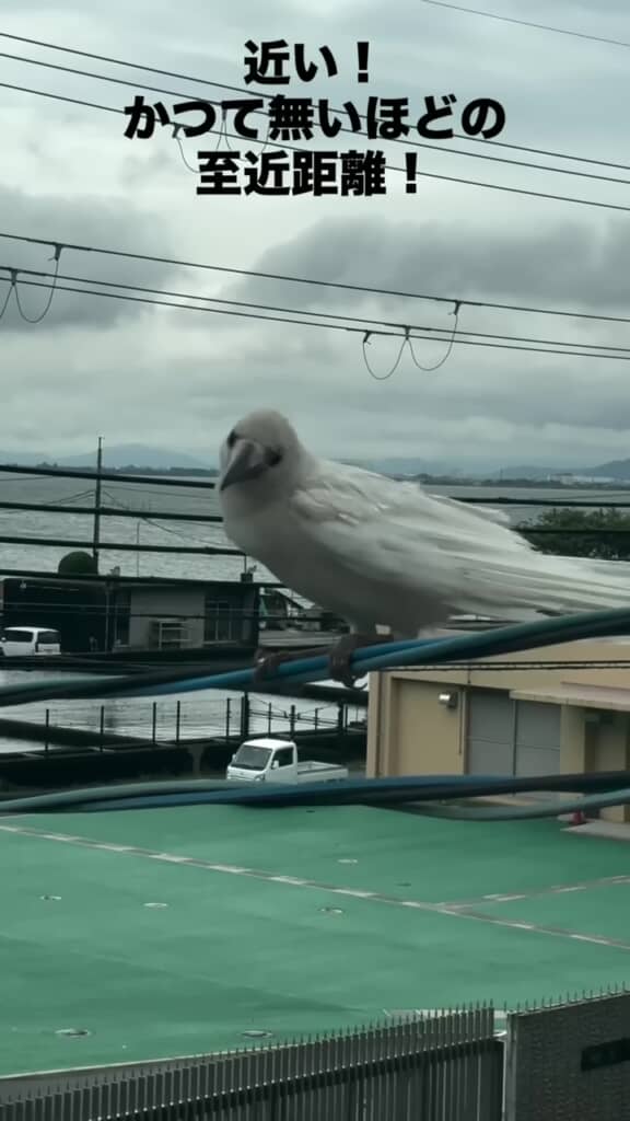 投稿者の方に顔を向ける白いカラス